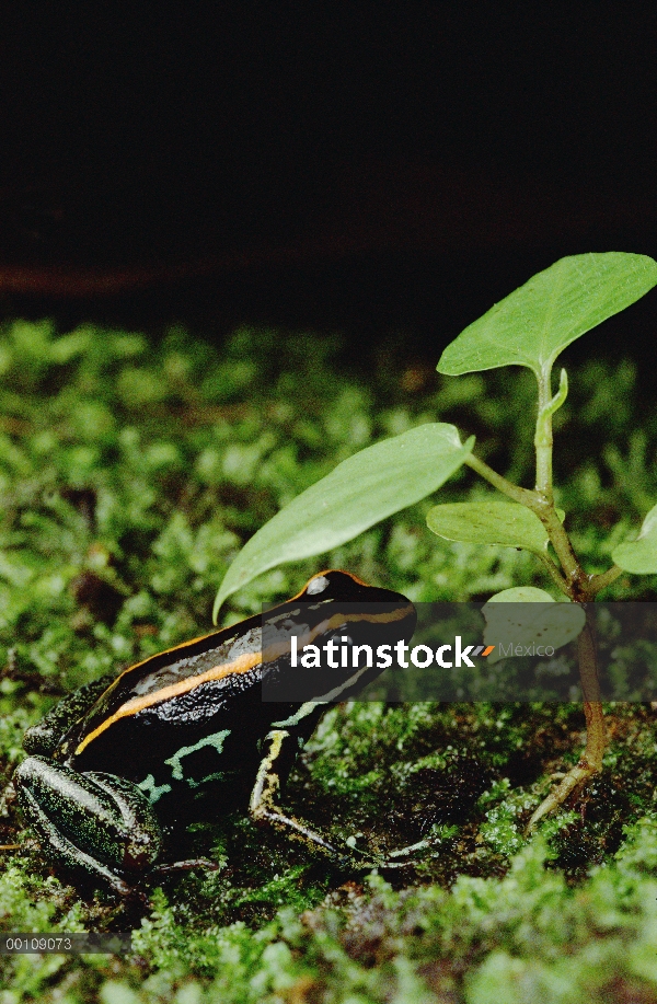 Golfodulcean Rana venenosa (Phyllobates vittatus) descansando en el piso de bosque musgoso, Parque N