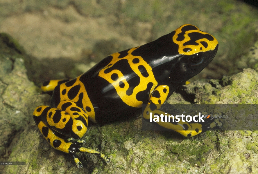 Retrato de Poison Dart Frog (Dendrobates leucomelas) con bandas amarillo, Venezuela