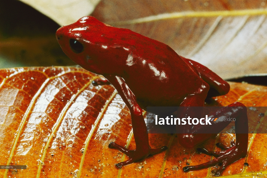 Espléndida Poison Dart Frog (Dendrobates speciosus), Panamá