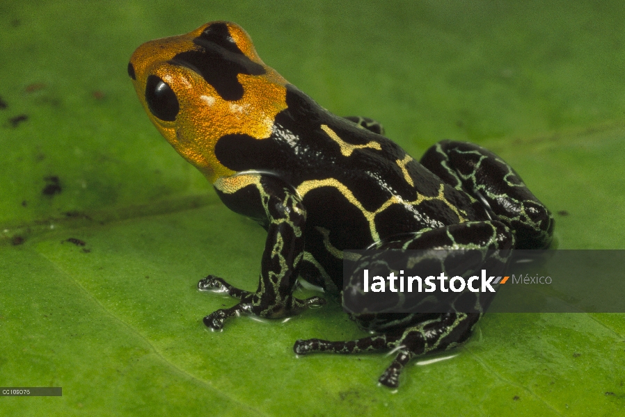 Cabeza roja Rana venenosa (Dendrobates fantasticus), Amazonia, Ecuador