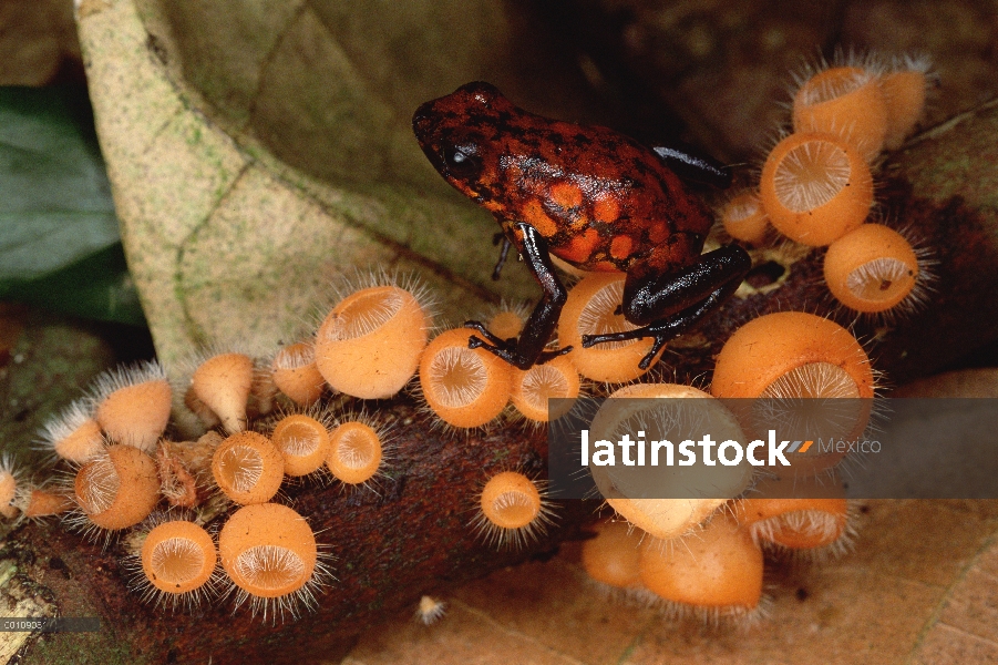 Arlequín dardo Rana venenosa (Dendrobates histrionicus) en la Copa del hongo, Ecuador