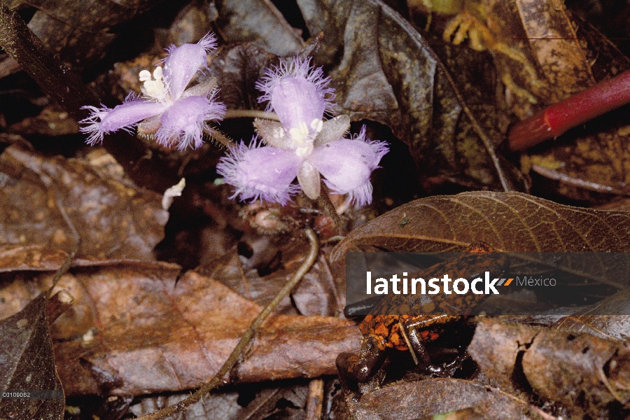 Arlequín dardo Rana venenosa (Dendrobates histrionicus) cruzar el suelo del bosque lleno de hojas, E