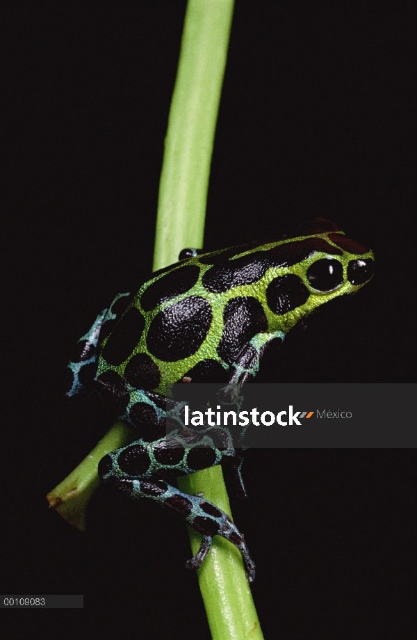 Retrato de la Rana venenosa (Dendrobates fantasticus) pelirroja, Amazonia, Ecuador