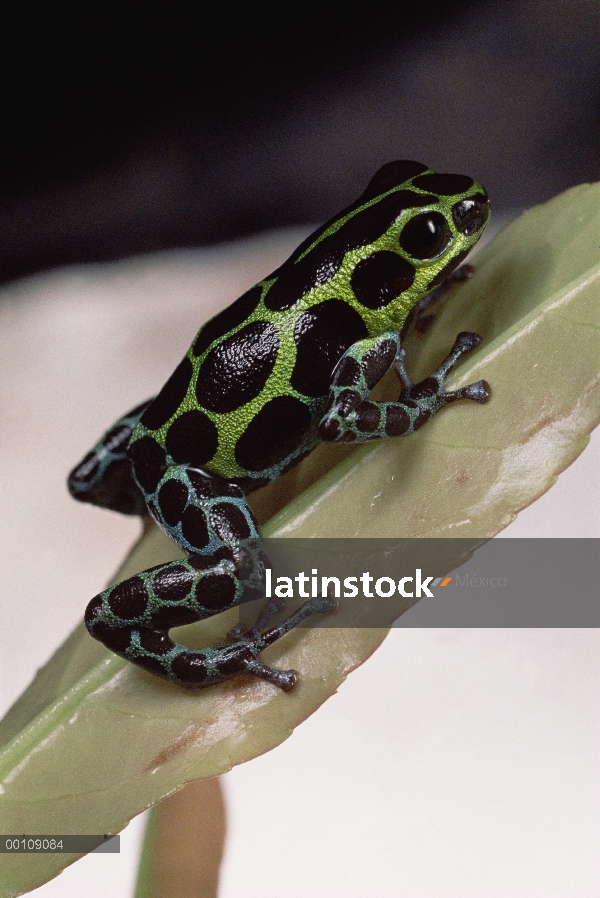 Retrato de la Rana venenosa (Dendrobates fantasticus) cabeza roja en la hoja, Amazonia, Ecuador