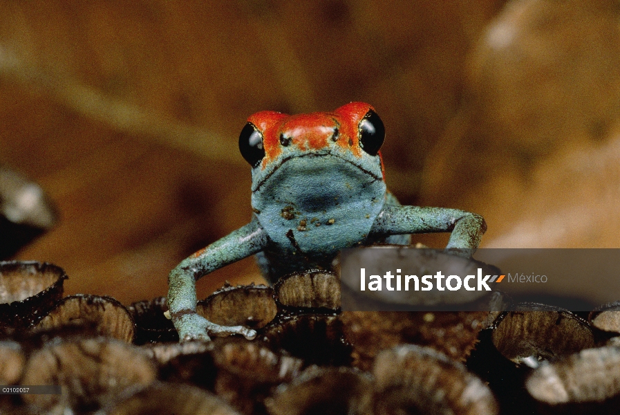 Granular dardo Rana venenosa (Dendrobates granuliferus) en hongos de nido de pájaro, el Parque Nacio