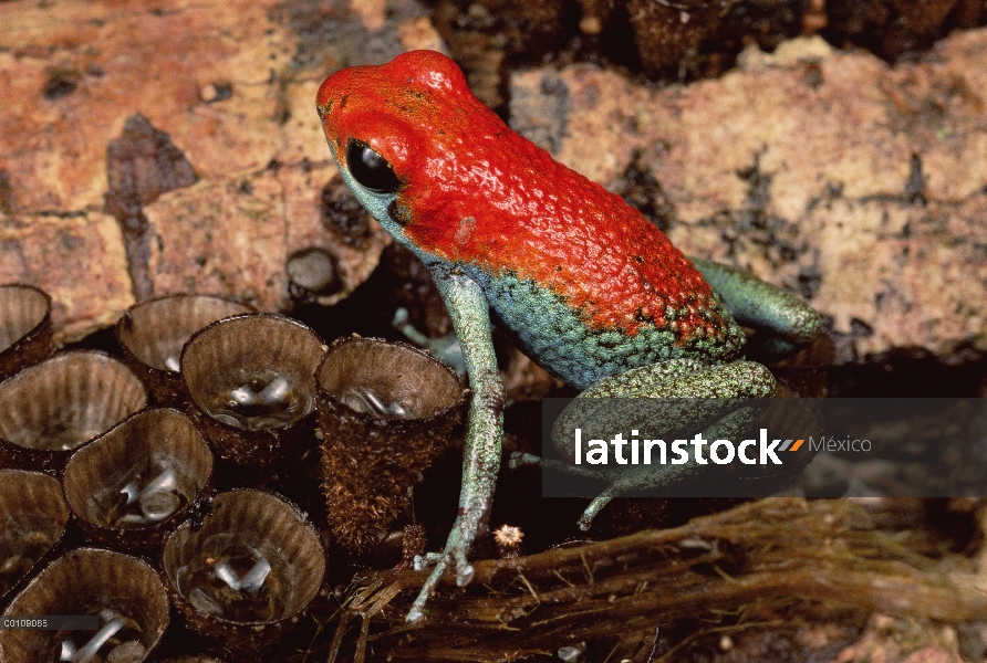 Retrato de Poison Dart Frog (Dendrobates granuliferus) granular en hongo de nido de pájaro, el Parqu