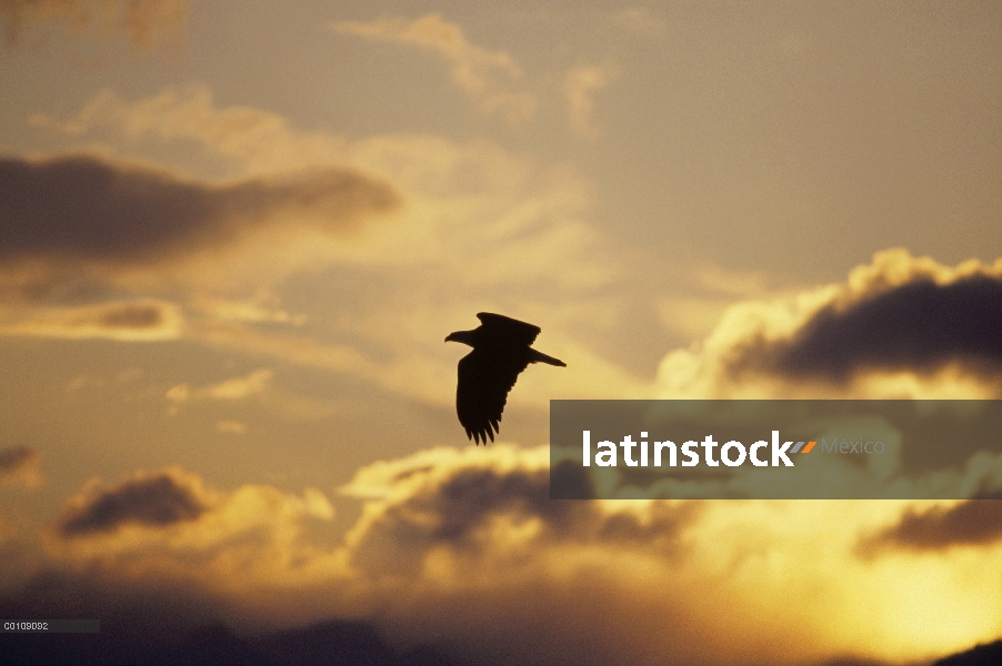 Águila calva (Haliaeetus leucocephalus), vuelan al atardecer, Alaska