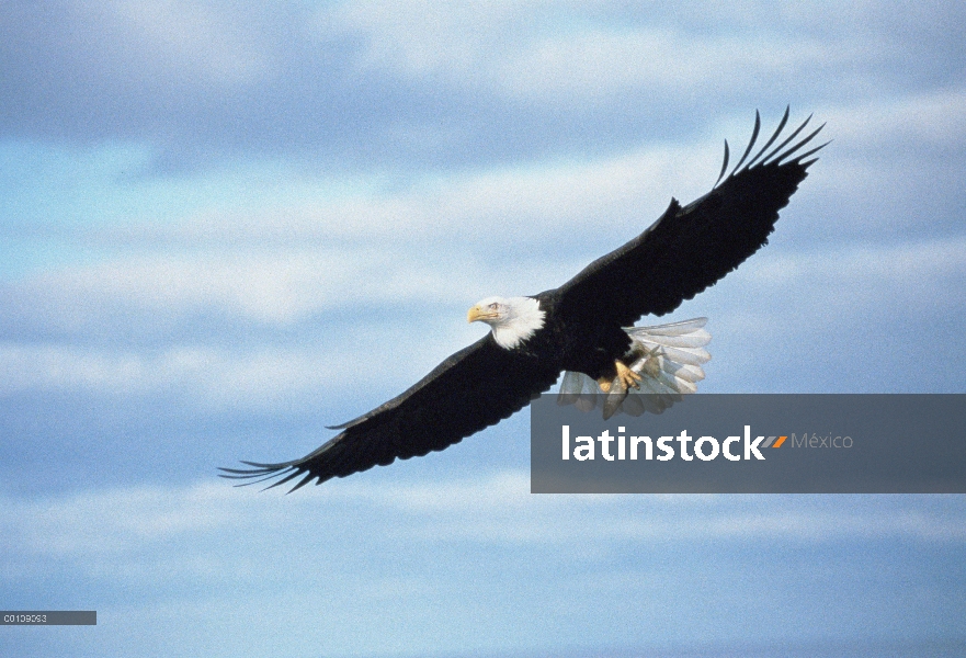 Águila calva (Haliaeetus leucocephalus), vuelo, Alaska