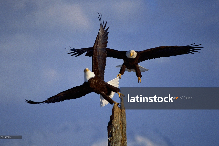 Par de águila calva (Haliaeetus leucocephalus) en snag, Alaska