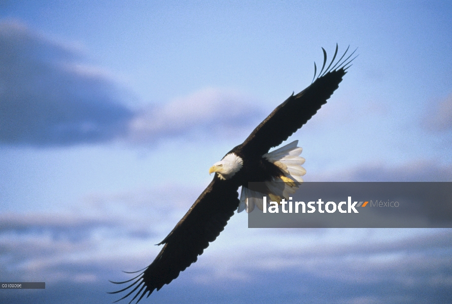 Águila calva (Haliaeetus leucocephalus), vuelo, Alaska