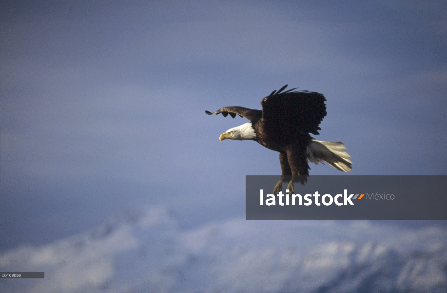 Águila calva (Haliaeetus leucocephalus), vuelo, Alaska