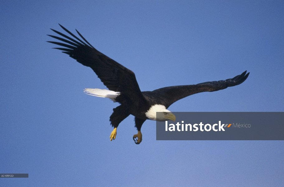 Águila calva (Haliaeetus leucocephalus), vuelo, Alaska