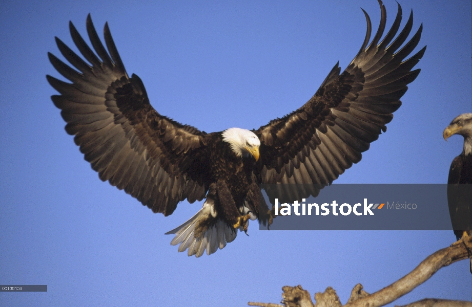 Águila calva (Haliaeetus leucocephalus), aterrizaje, Alaska