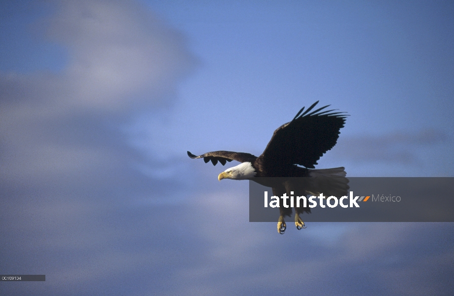 Águila calva (Haliaeetus leucocephalus), vuelo, Alaska