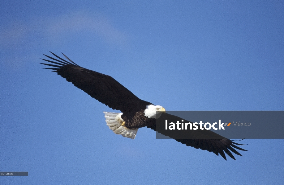 Águila calva (Haliaeetus leucocephalus), vuelo, Alaska