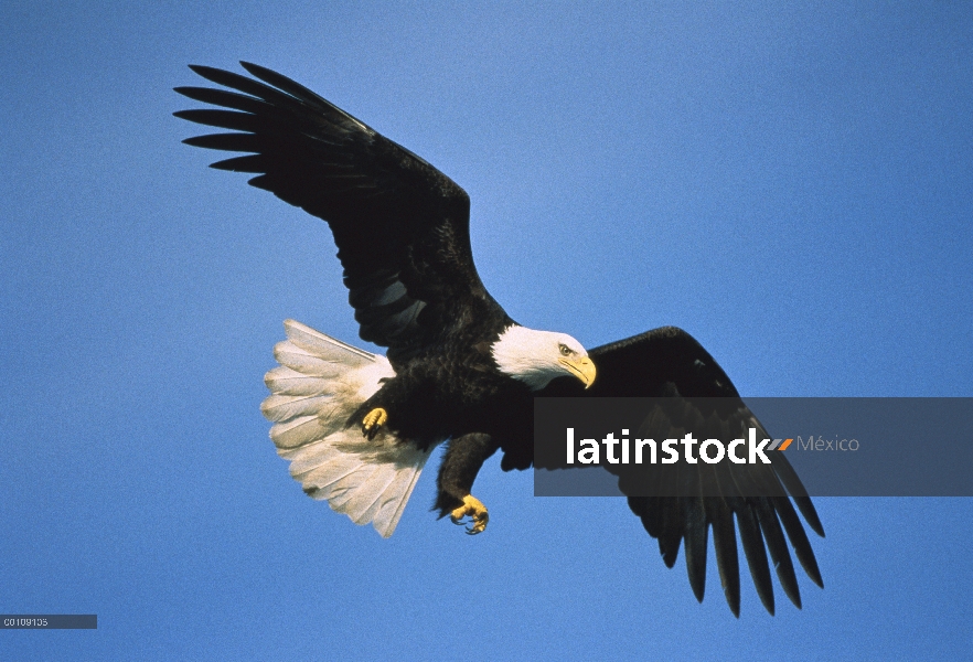 Águila calva (Haliaeetus leucocephalus), vuelo, Alaska