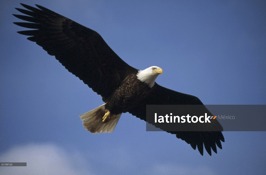 Águila calva (Haliaeetus leucocephalus), vuelo, Alaska