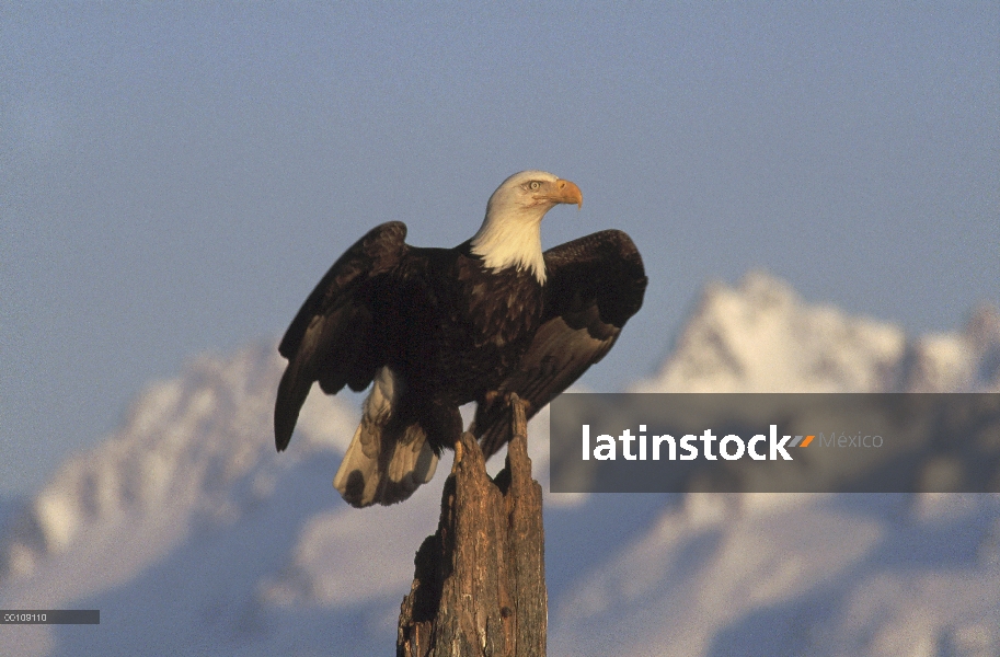 Águila calva (Haliaeetus leucocephalus) percha en una pega, Alaska