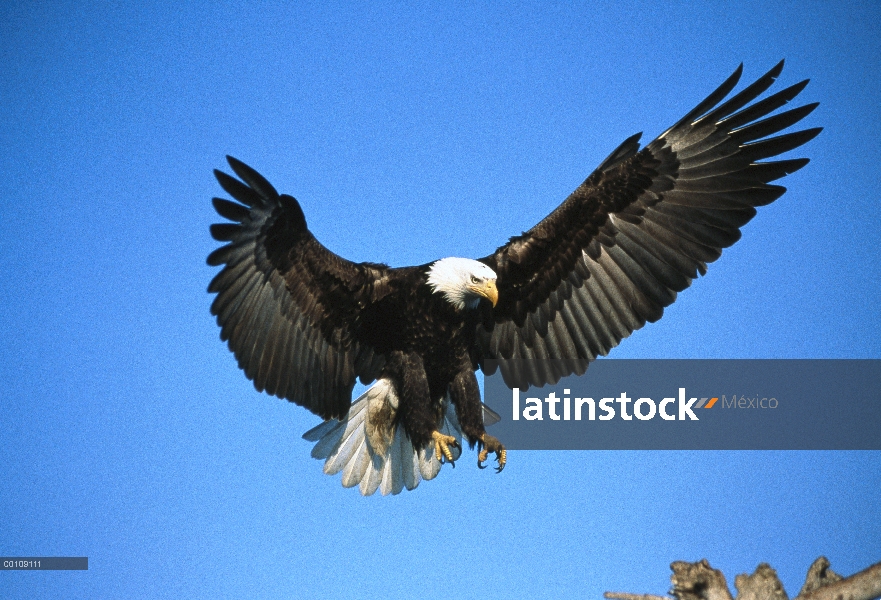 Águila calva (Haliaeetus leucocephalus), aterrizaje, Alaska