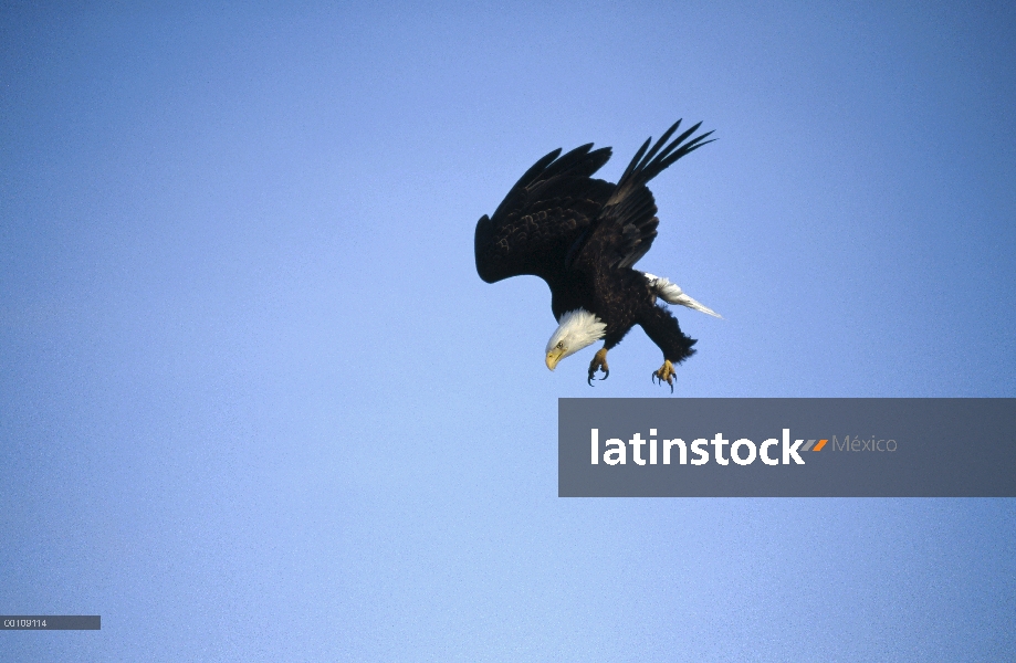 Águila calva (Haliaeetus leucocephalus) buceo, Alaska