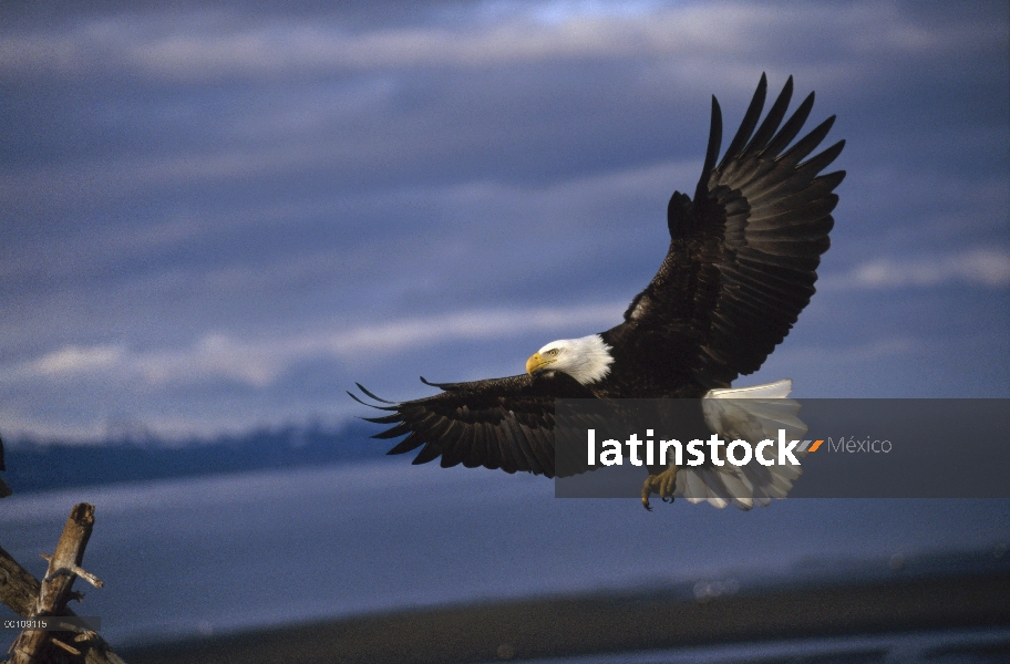 Águila calva (Haliaeetus leucocephalus), vuelo, Alaska