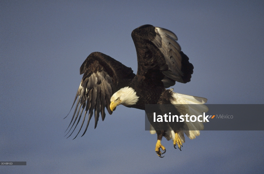 Águila calva (Haliaeetus leucocephalus), vuelo, Alaska