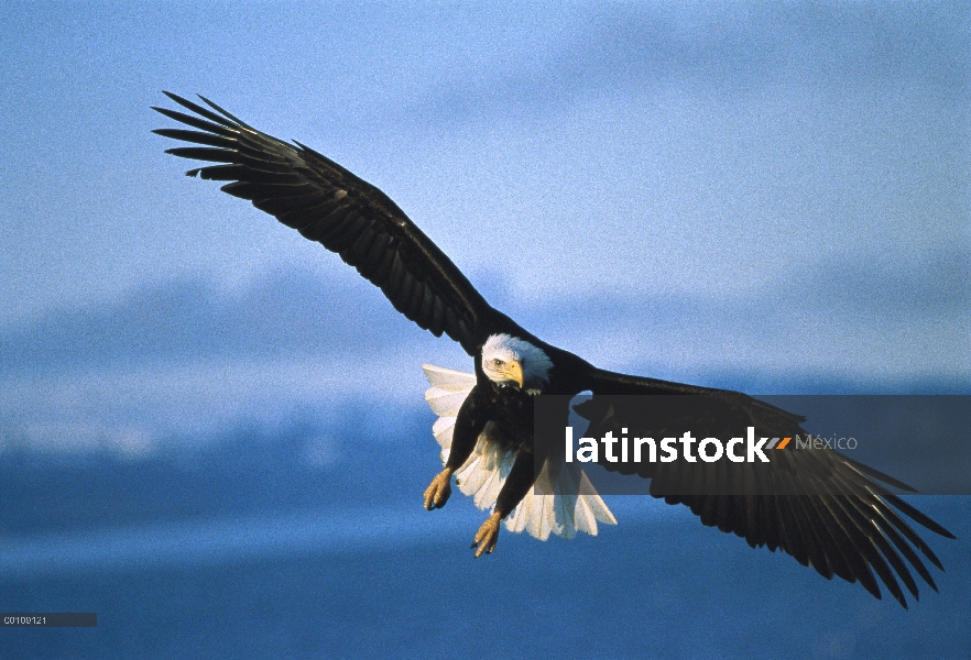 Águila calva (Haliaeetus leucocephalus), vuelo, Alaska