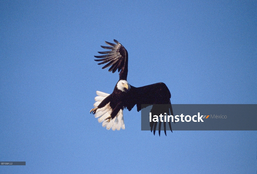 Águila calva (Haliaeetus leucocephalus), vuelo, Alaska