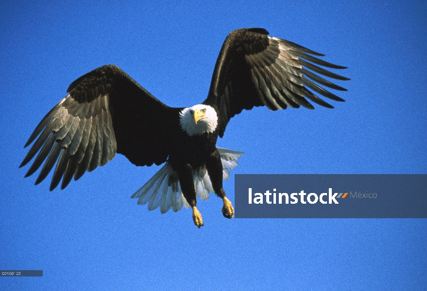 Águila calva (Haliaeetus leucocephalus), vuelo, Alaska