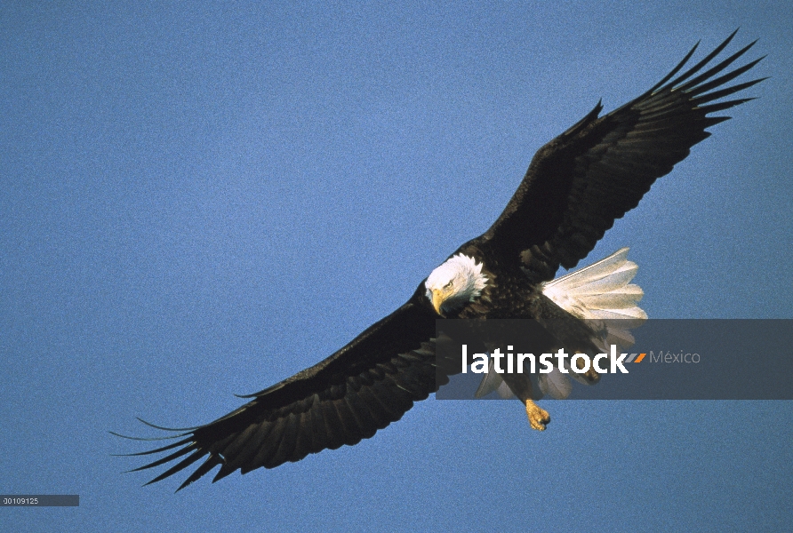 Águila calva (Haliaeetus leucocephalus), vuelo, Alaska