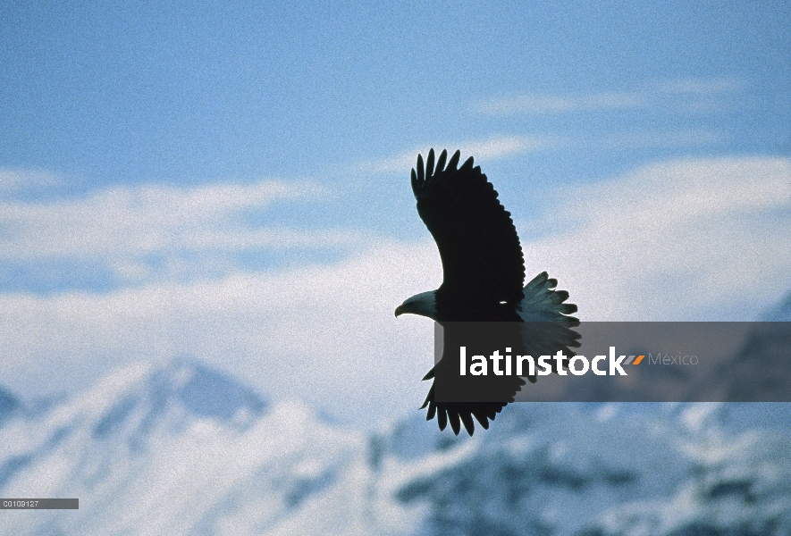 Águila calva (Haliaeetus leucocephalus), vuelo, Alaska