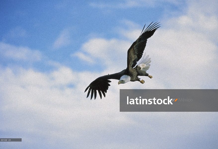 Águila calva (Haliaeetus leucocephalus) volando, sureste de Alaska
