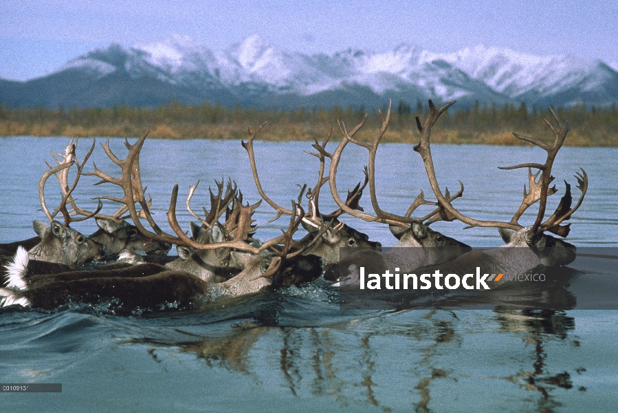 Grupo caribú (Rangifer tarandus) natación durante la migración, río Kobuk, Alaska