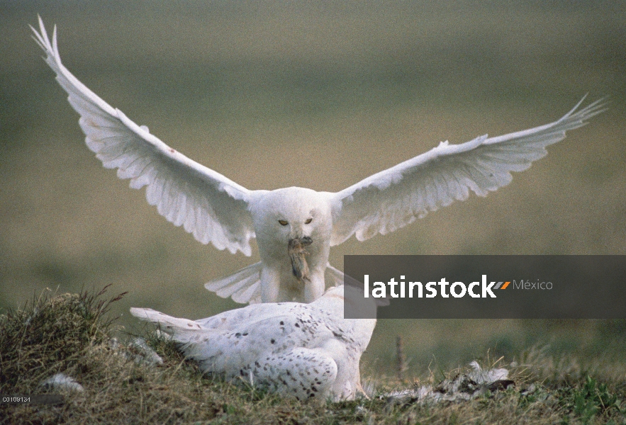 Búho nival (Nyctea scandiaca) padres en nido de tundra con presas para los polluelos, Alaska