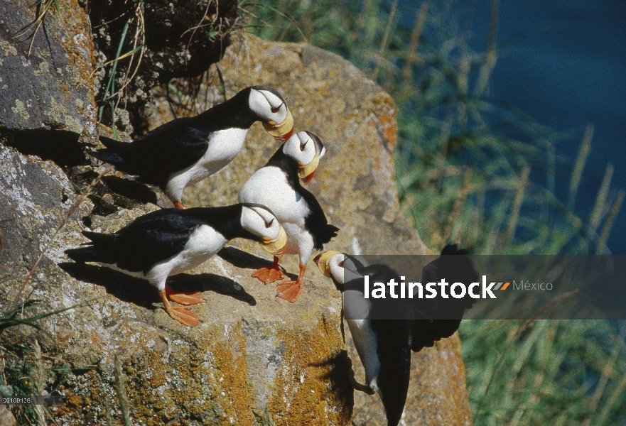 Con grupo de frailecillo (Fratercula corniculata) percha de acantilado rocoso, Alaska