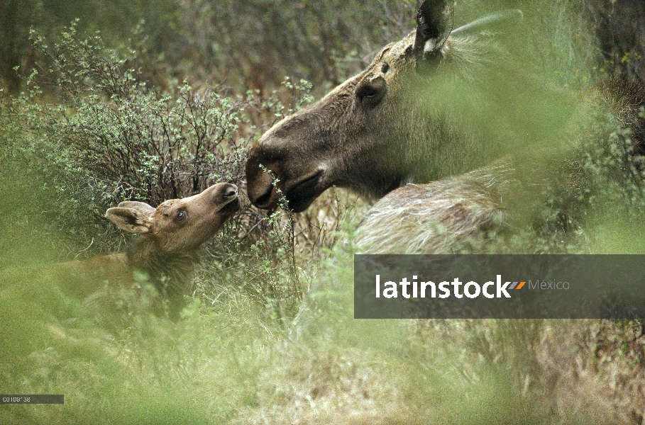 Alce de Alaska (Alces alces gigas) madre becerro recién nacido acariciando, Alaska