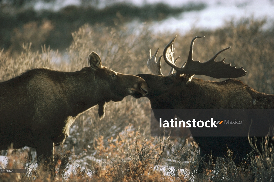 Par de alces de Alaska (Alces alces gigas) cortejar, Alaska