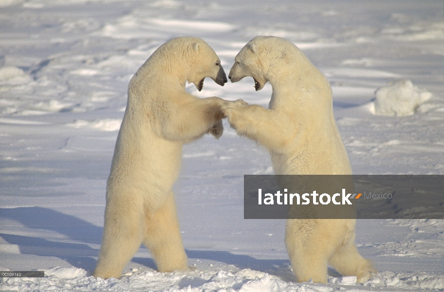 Machos de oso polar (Ursus maritimus) lucha, Churchill, Manitoba, Canadá