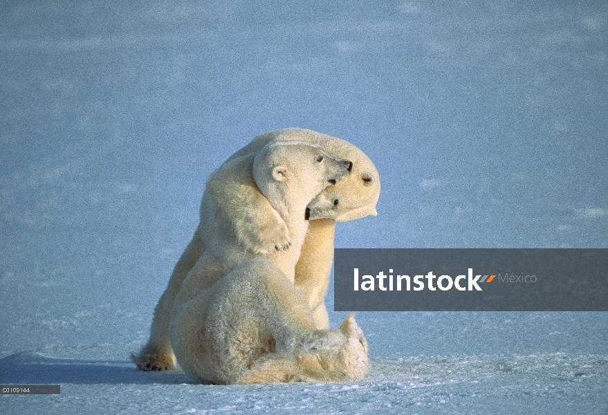 Los machos de oso polar (Ursus maritimus) jugar lucha, Churchill, Manitoba, Canadá