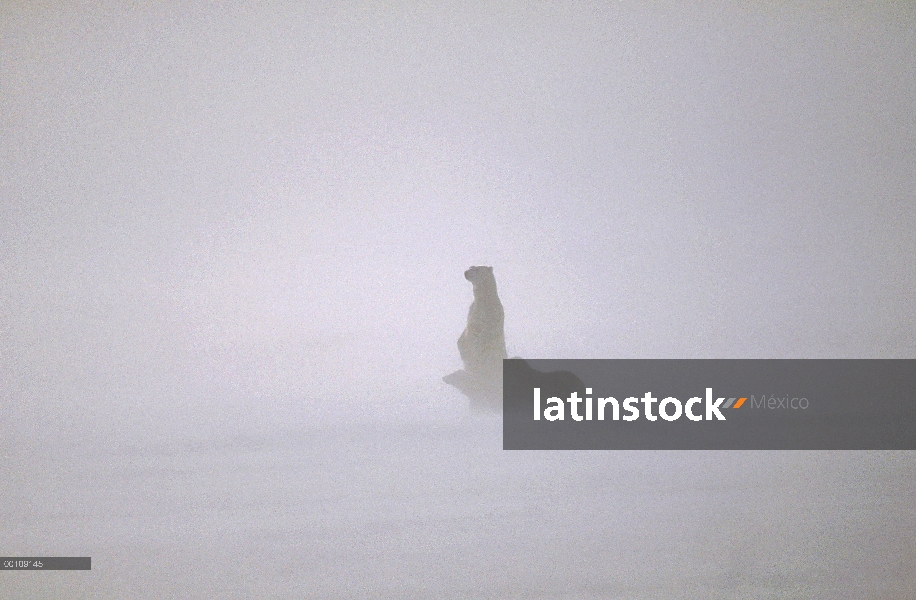 Oso polar (Ursus maritimus) madre y cachorros en tormenta de nieve, Churchill, Manitoba, Canadá