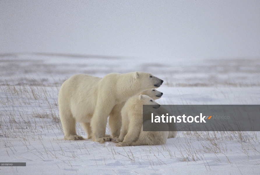 Oso polar (Ursus maritimus) madre y dos cachorros, Churchill, Manitoba, Canadá