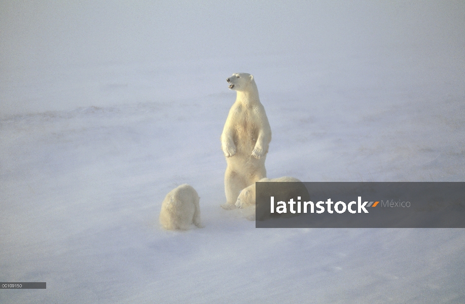 Oso polar (Ursus maritimus) madre y cachorros en tormenta de nieve, Churchill, Manitoba, Canadá