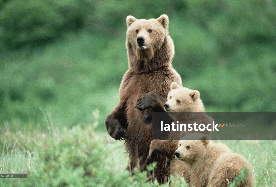 Madre oso pardo (Ursus arctos horribilis) permanente con dos cachorros, Alaska