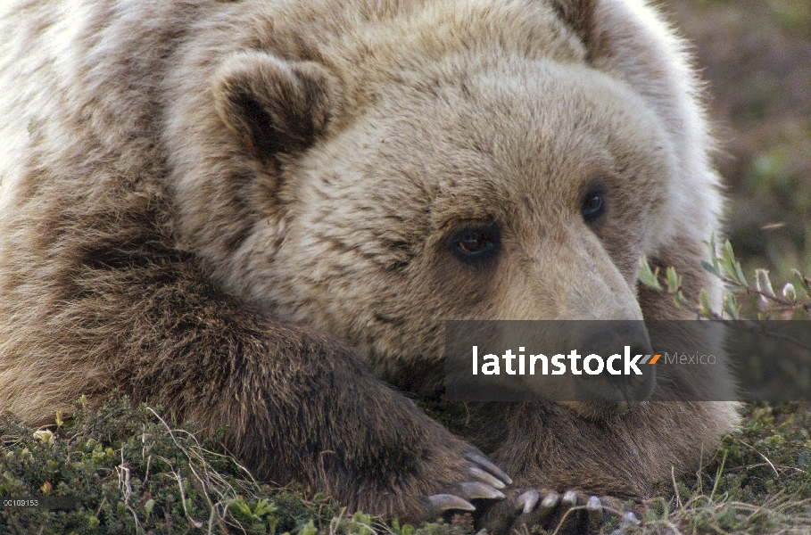 Oso Grizzly (Ursus arctos horribilis) descanso, Alaska