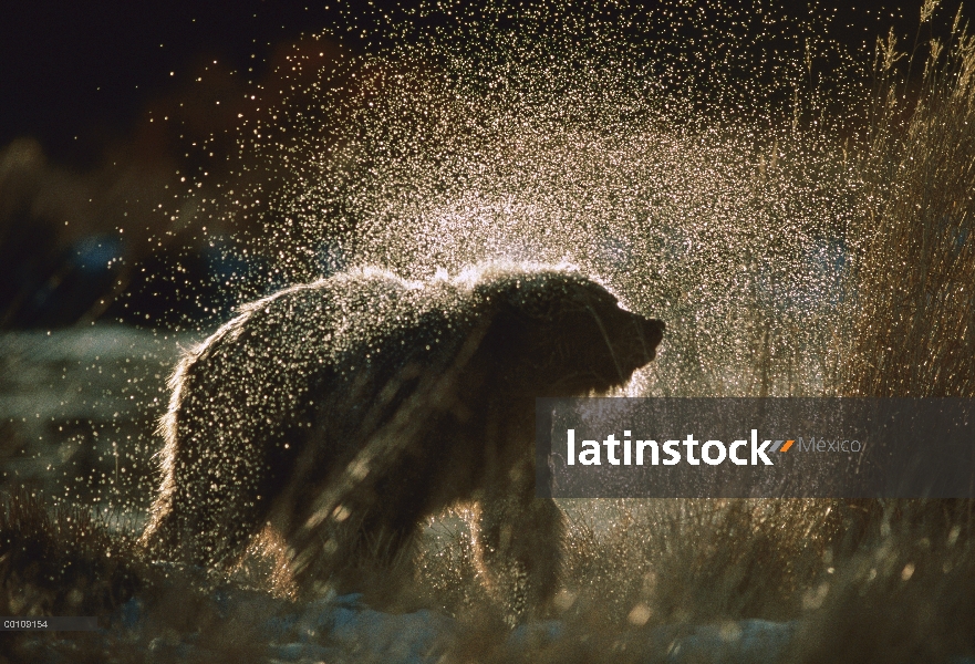 Oso Grizzly (Ursus arctos horribilis) sacudiendo el agua después de un baño, Alaska