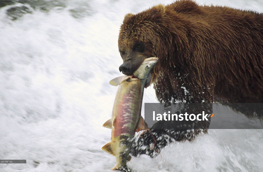 Oso Grizzly (Ursus arctos horribilis) captura de salmon, Alaska