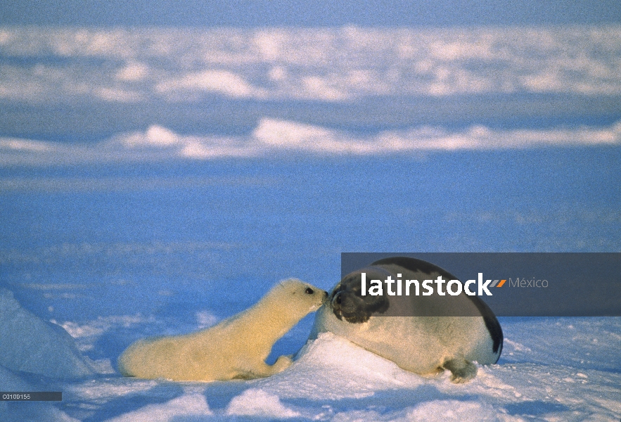 Sello de arpa (Phoca groenlandicus) madre y cachorro, Golfo de San Lorenzo, Canadá