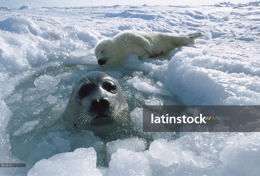 Sello de arpa (Phoca groenlandicus) madre de emergencia en el agujero de hielo tienden a su cachorro