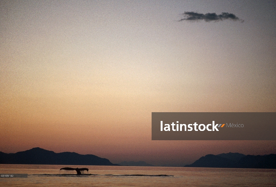 Cola de ballena jorobada (Megaptera novaeangliae) al atardecer, sureste de Alaska