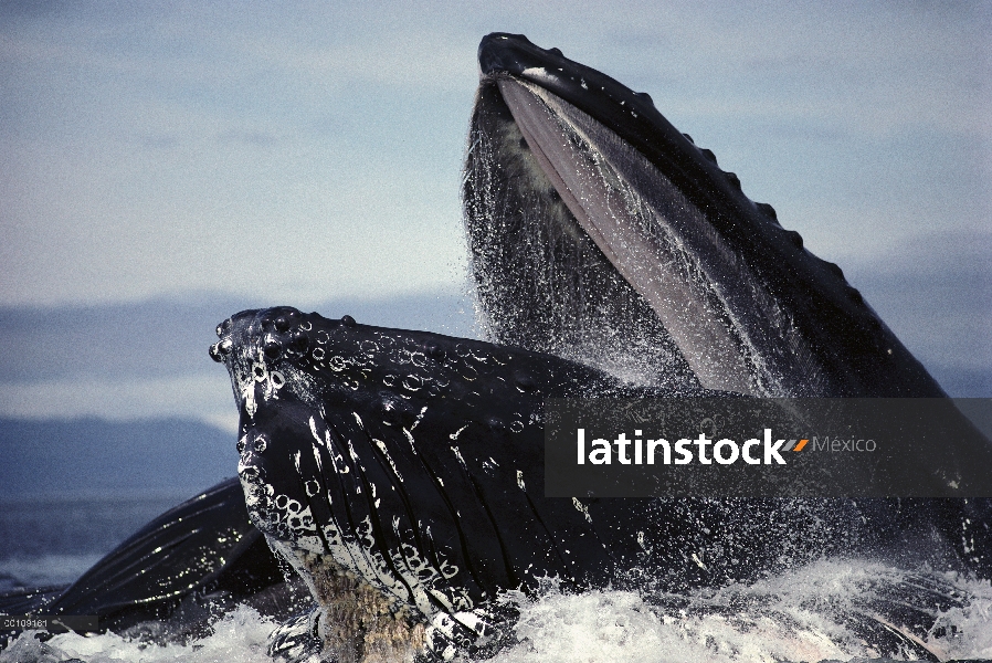 Ballena jorobada (Megaptera novaeangliae) alimentación, Alaska